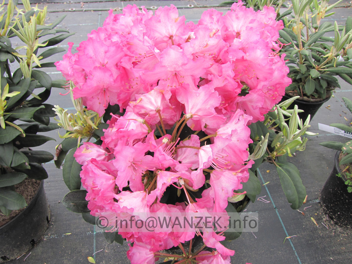 Rhododendron yakushimanum Tatjana 02.JPG
